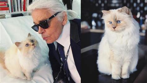 chanel gato|Choupette Lagerfeld (@choupetteofficiel) .